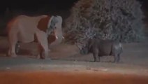 Un elefante y un rinoceronte se pelean y uno de los dos 'sale por patas': vean quién gana