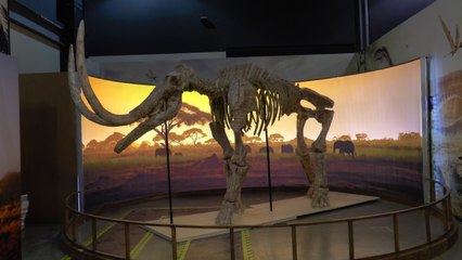 Bu yıla kadar hiç rastlanmadı: 7,5 milyon yıllık ve 3 toynaklı!