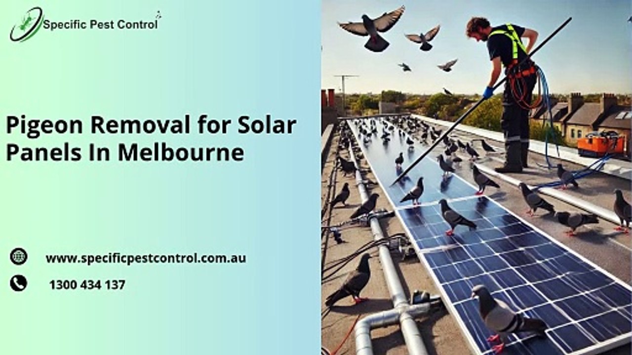 Pigeon Removal for Solar Panels In Melbourne