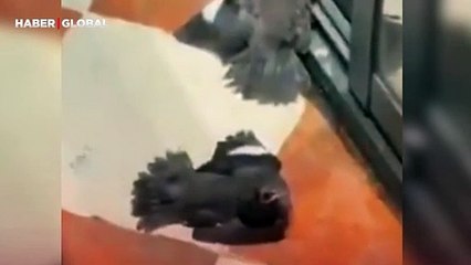 Yaralı kuşlara yemek verildiğini gören diğer kuşların yaptığı taklit kahkahaya boğdu