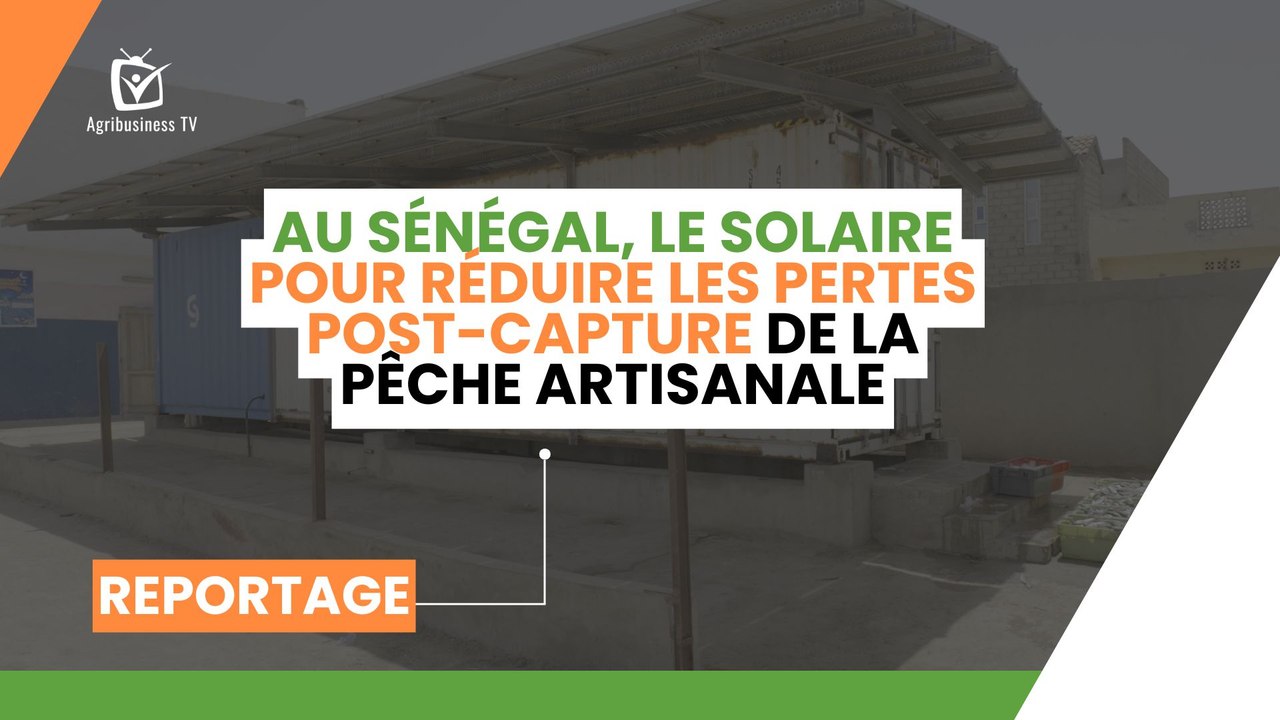 Au Sénégal, le solaire pour réduire les pertes post-capture de la pêche artisanaleSénégal : Au Sénégal, le solaire pour réduire les pertes post-capture de la pêche artisanale