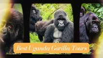 The Ultimate Guide to Gorilla Tours and Safaris in Uganda