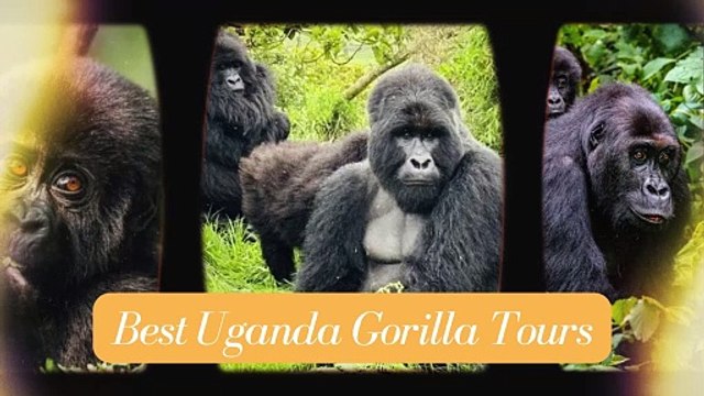 The Ultimate Guide to Gorilla Tours and Safaris in Uganda
