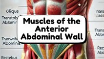 Muscles of the Anterior Abdominal Wall | Comprehensive Anatomy Guide
