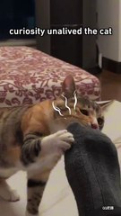 Curiosity killed the cat
