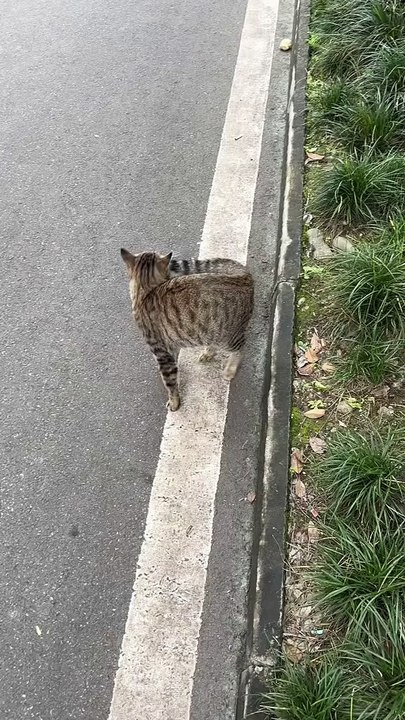 me vs my tail