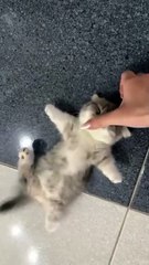 The kitten doesn’t want to go to school