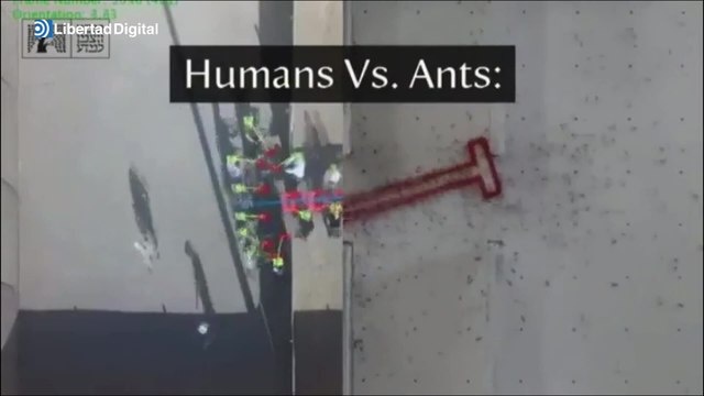 ¿Quién ganaría trabajando en equipo, las hormigas o los humanos?