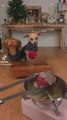 Así celebran la Navidad estos dos cachorros 