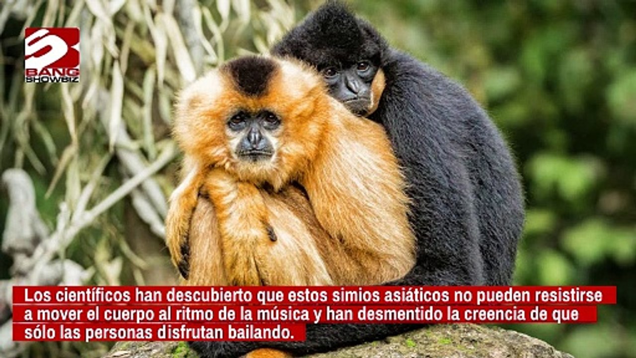 Los primates bailan como los humanos