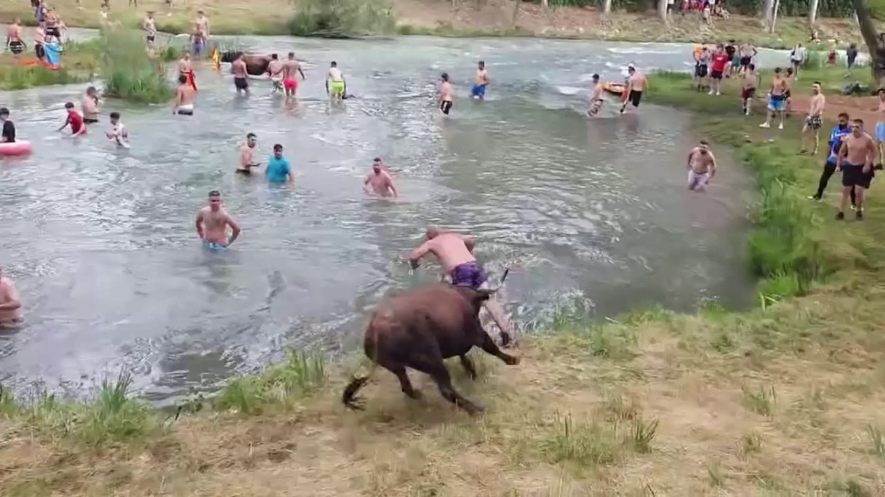 When  Wild Bull went  in Public