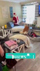 Dog’s Hilarious Reaction to Meeting #Santa for the First Time! 🎄