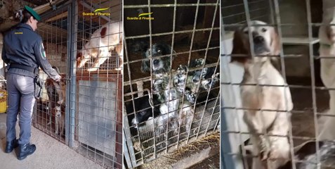 Decine di cani detenuti in un "lager": affidati a enti e privati, responsabile denunciato per maltrattamenti (27.12.24)