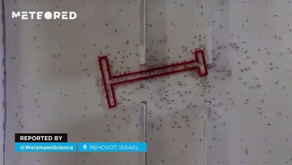 Group cooperation is more effective with ants than with humans, according to the Weizmann Institute