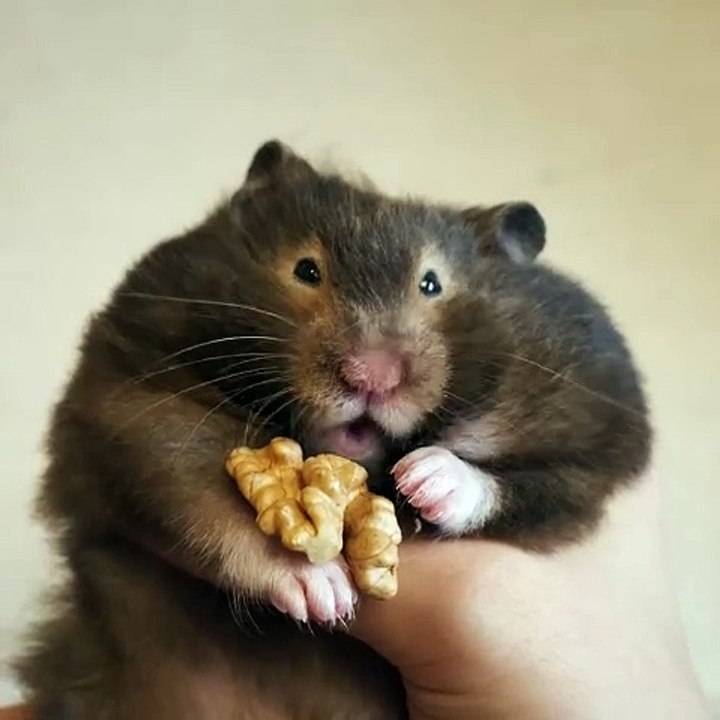 🐱 Prepare to dive into the enchanting world of cats in this purr-fectly cu