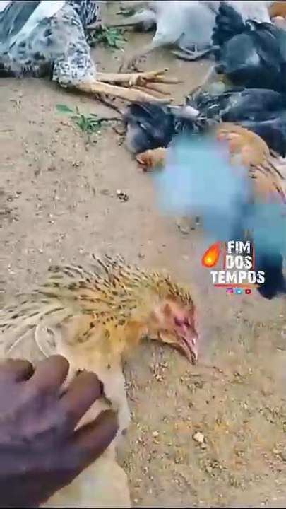 ¿Fenómeno Sobrenatural? Gallinas escupen fuego y causan terror