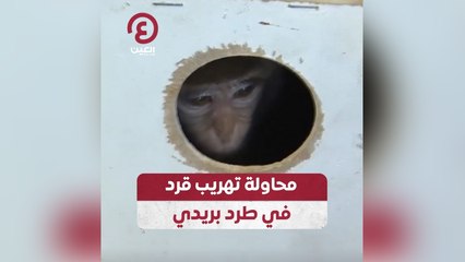 محاولة تهريب قرد في طرد بريدي