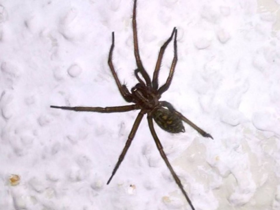 Grusel-Fund: Frau entdeckt lebende Spinne in Shein-Paket