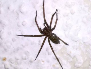 Grusel-Fund: Frau entdeckt lebende Spinne in Shein-Paket