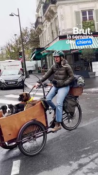 Son métier : promeneuse de chiens