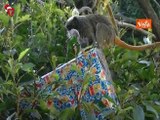 Il Natale al Bioparco di Roma, gli animali aprono i regali ricevuti