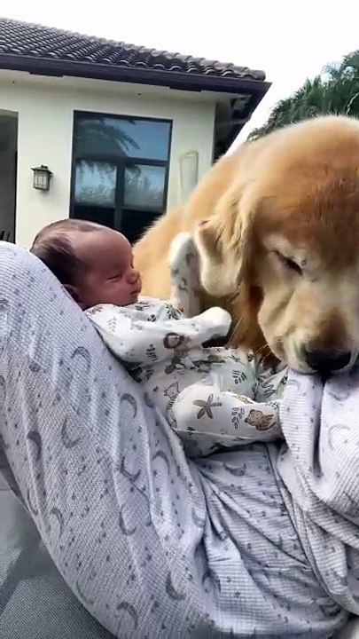 Dog video Carring BAby kids  #doggo #doggy #dogs_of_instagram #lovedog #instapuppy #puppys #cutepuppy #barkbox