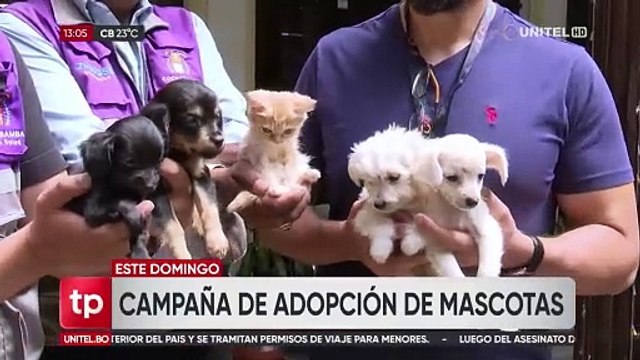 ‘Regálame un hogar’, Zoonosis realizará campaña de adopción para perros y gatos