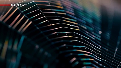 This Haunting Music Is Actually The Sound of Spiderwebs!