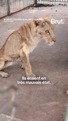 Un refuge pour animaux pas comme les autres