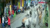 Kocar-kacir! Rombongan Sapi Ngamuk Rusak Kendaraan