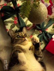 He looks so mysteriously, what does cat see there