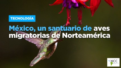 México, un santuario de aves migratorias de Norteamérica