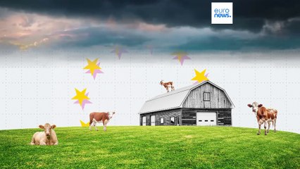 Ελαιόλαδο, γάλα και δημητριακά: Πώς κυμάνθηκαν οι τιμές των τροφίμων το 2024;