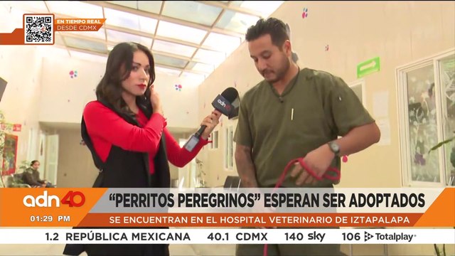 Perritos peregrinos esperan ser adoptados tras ser abandonados en la Basílica de Guadalupe