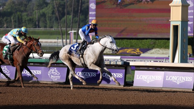 2024 Breeders’ Cup Winner White Abarrio at Gulfstream Park