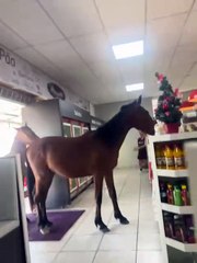 VÍDEO Padaria é invadida por cavalos que tentam roubar panetones no Sul de SC