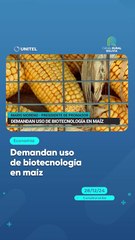 Demandan uso de biotecnología en maíz