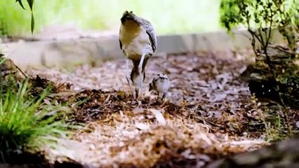 Once extinct, bush-stone curlews have made a comeback