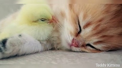 Funny cute cat playing little chicken 🤣