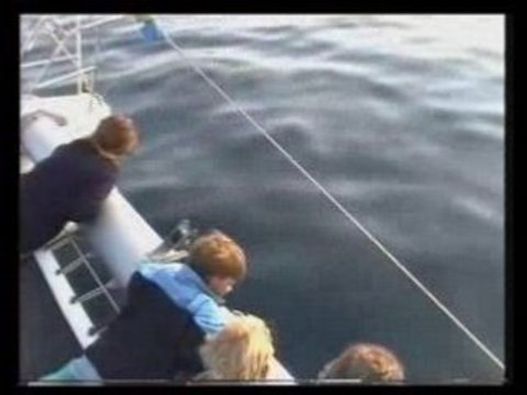 Dauphins en croisière