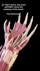 Hand Anatomy Visualization - Yt Laura Orvélie 🧠🎀