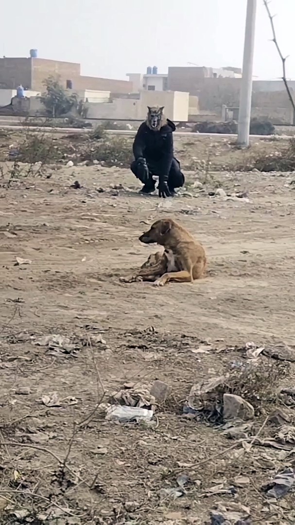 ⁣Dog funny prank #dog #funny #viral