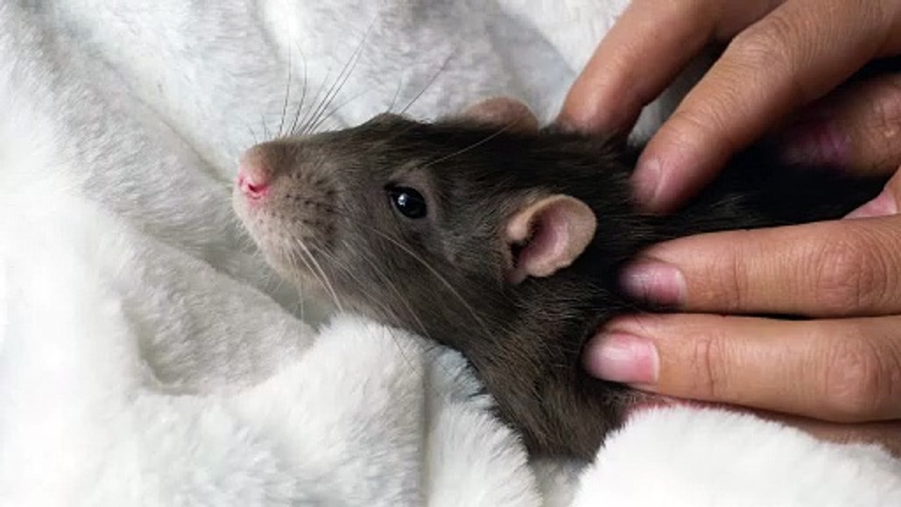 gray-rat-receiving-a-massage
