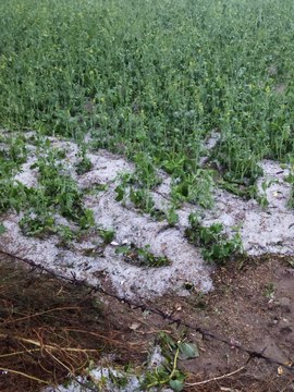 VIDEO: ओलावृष्टि से प्रभावित किसानों ने सहायता की मांग की