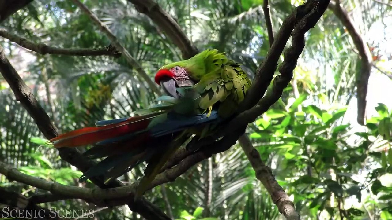 Jungle Wildlife In 4K - Animals That Call The Jungle Home ｜ Rainforest ｜ Scenic Relaxation Film
