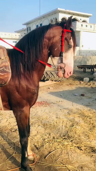 Horse🐎🐎 lovers
