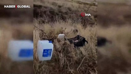 Dostluk kurdukları tilkiyi 2 yıldır her gün besliyorlar