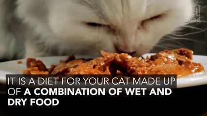 This Is How To Introduce Bi-Nutrition Into Your Cat’s Diet