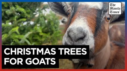 Don't know what to do with your Christmas tree? Donate it to hungry goats