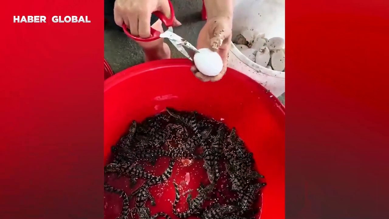 Dünyaya gözlerini yeni açan timsah yavrusunun yumurtadan çıktığı o anları viral oldu
